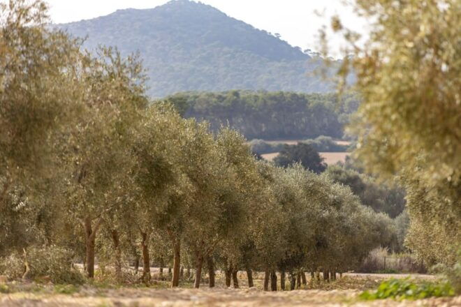 Treurer: Mediterranean Barbecue Night - Olive Grove Visit