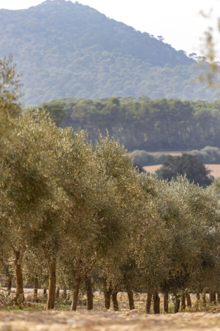 Treurer: Mediterranean Barbecue Night - Sustainable Agricultural Practices