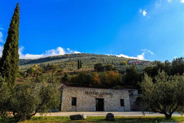 Trevi: Guided Tour and Tasting at Frantoio Gaudenzi - Languages and Accessibility