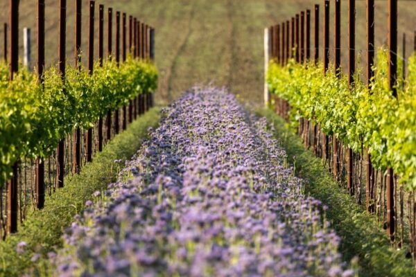Treviso Neighborhood: Tenute Tomasella/Wine Experience - Booking
