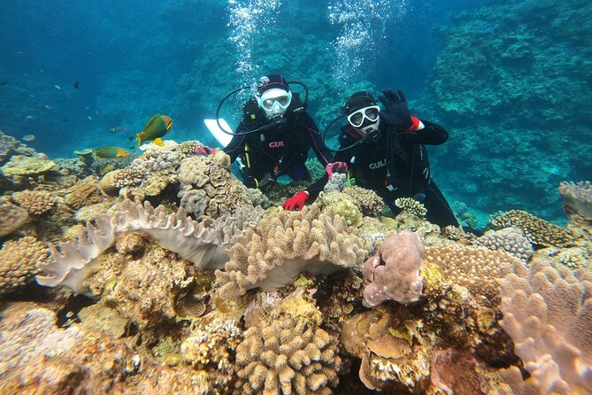 Trial Boat Dive 1 DIve at Minna or Sesoko , Okinawa - Dive Requirements and Restrictions