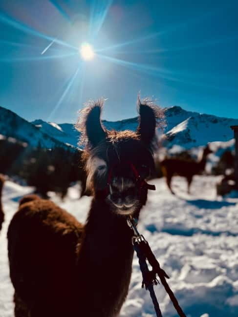 Triesenberg: Private hike with our llamas - An Authentic Mountain Adventure in Liechtenstein