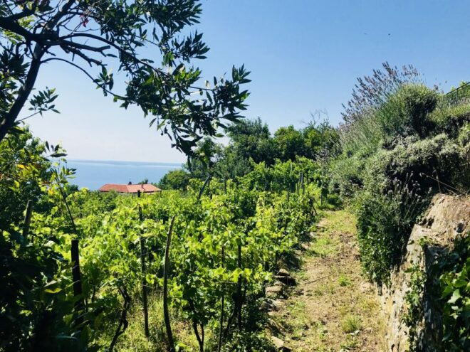 Trieste: 2.5-Hour Prosecco Origins Tour and Tastings - Selected Reviews