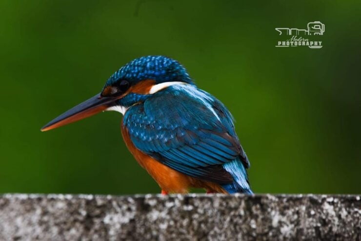 Trincomalee: Bird Watching Tour - Booking Information
