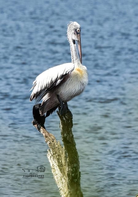 Trincomalee: Bird Watching Tour - Restrictions and Guidelines
