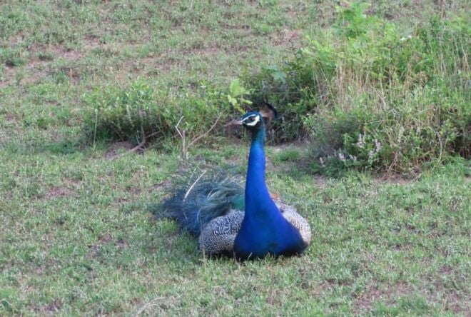 Trincomalee: Bird Watching Tour - Contact and Support