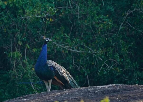 Trincomalee: Bird Watching Tour - Frequently Asked Questions