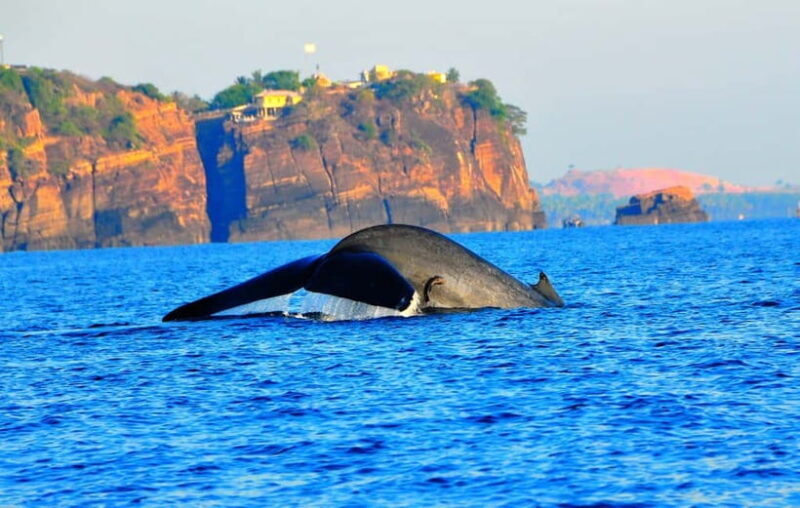 Trincomalee: Dolphin & Whale Watching Boat Tour - FAQs