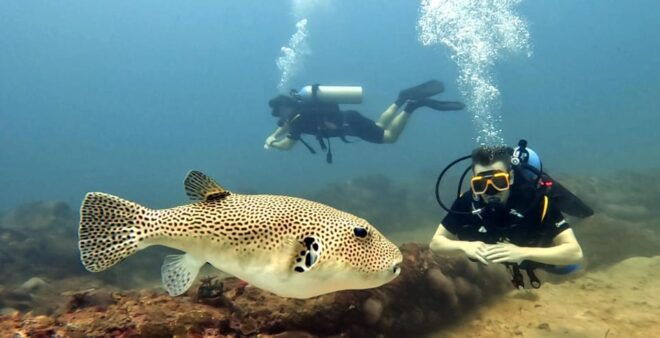 Trincomalee: Scuba Diving 2 Drives for Certified Divers - Pricing Details