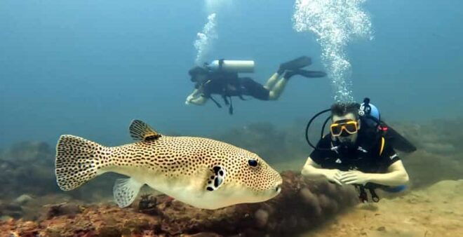 Trincomalee: Scuba Diving 2 Drives for Certified Divers - What to Expect