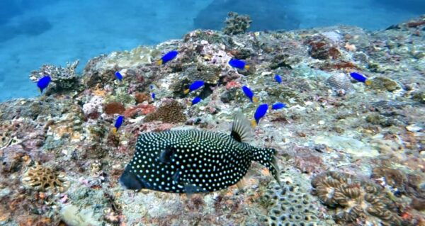 Trincomalee: Scuba Diving 2 Drives for Certified Divers - Frequently Asked Questions