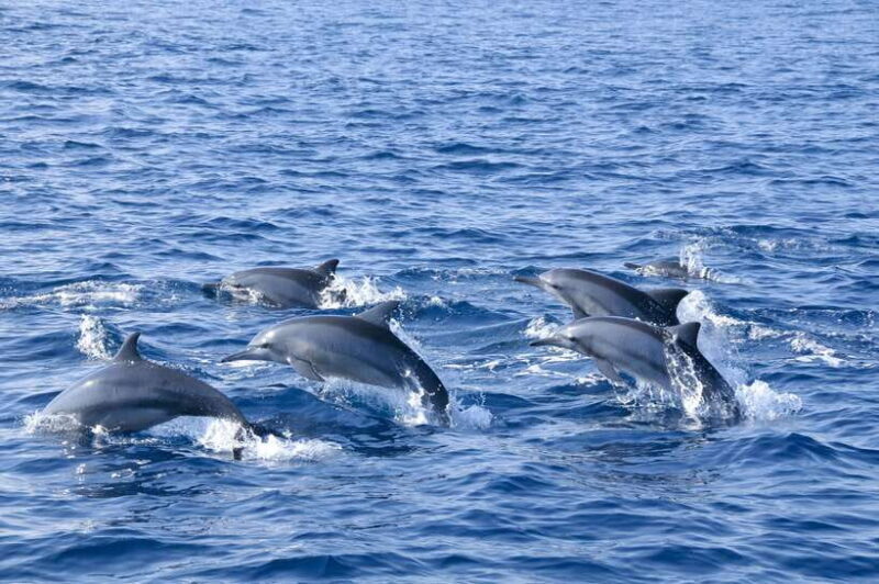 Trincomalee: Whale & Dolphin Safari Tour with Expert Guides - Good To Know