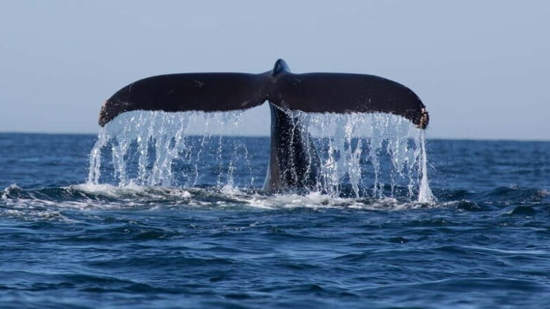 Trincomalee: Whale & Dolphin Safari Tour with Expert Guides - Why You’ll Love This Experience