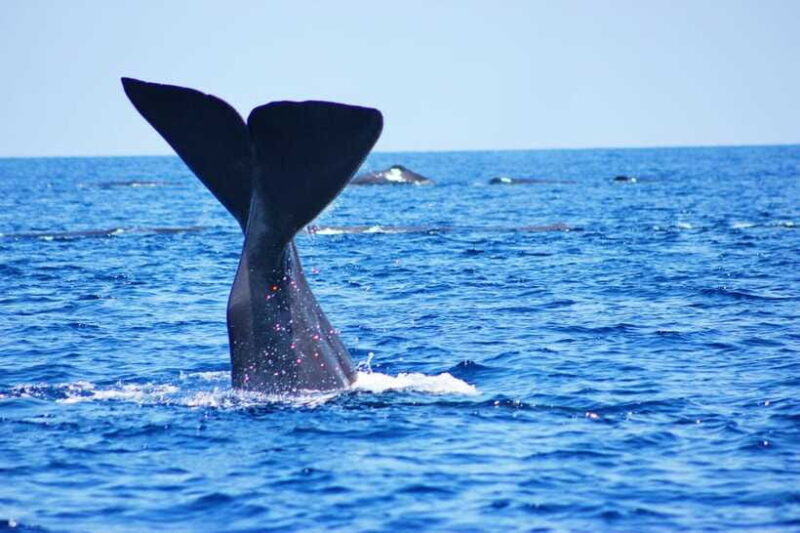 Trincomalee: Whale & Dolphin Safari Tour with Expert Guides - The Value of the Tour Price