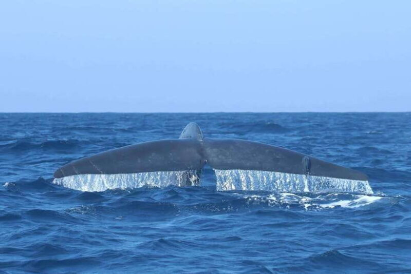 Trincomalee: Whale & Dolphin Safari Tour with Expert Guides - Practical Details