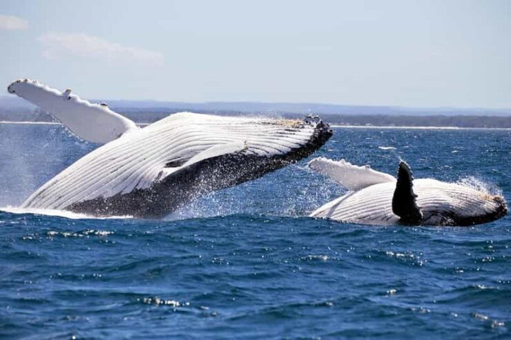 Trincomalee : Whale & Dolphin Watching +Pigeon Island Tour - Good To Know