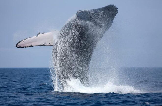 Trincomalee : Whale & Dolphin Watching +Pigeon Island Tour - Itinerary and Activities