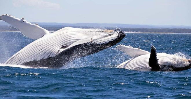 Trincomalee : Whale & Dolphin Watching +Pigeon Island Tour - Important Recommendations