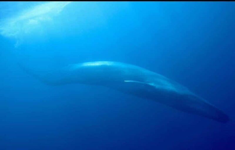 Trincomalee: Whales & Dolphin Watching Tours - FAQs