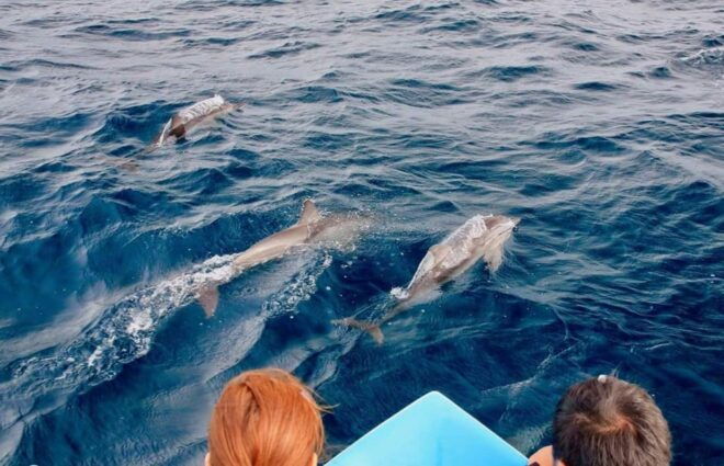 Trincomalee: Whales & Dolphin Watching Tours - Itinerary Highlights