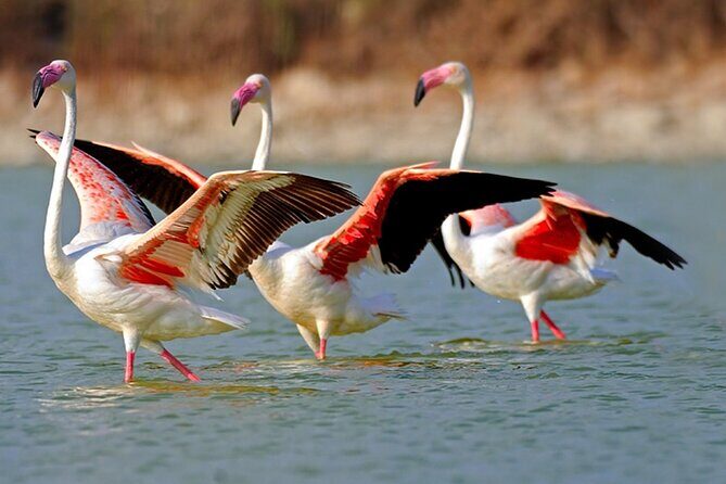 Trinidad and Tobago Flamingos, Scarlet Ibis Tour - Introduction