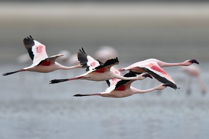 Trinidad and Tobago Flamingos, Scarlet Ibis Tour - Good To Know