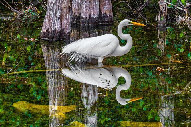 Trinidad and Tobago Flamingos, Scarlet Ibis Tour - Who Should Book This?