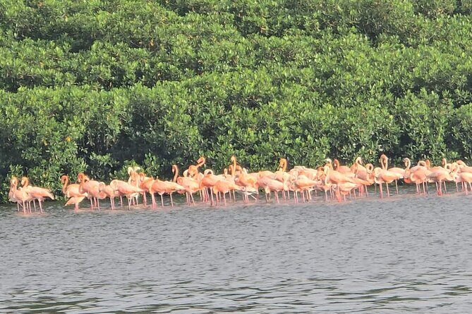 Trinidad and Tobago Flamingos, Scarlet Ibis Tour - FAQ