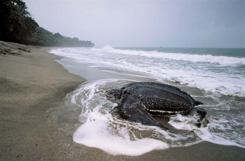 Trinidad: Leatherback Turtle Migration Observation - Good To Know