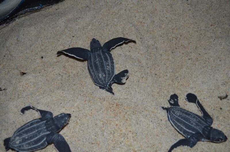Trinidad: Leatherback Turtle Migration Observation - In-Depth Review of the Leatherback Turtle Tour