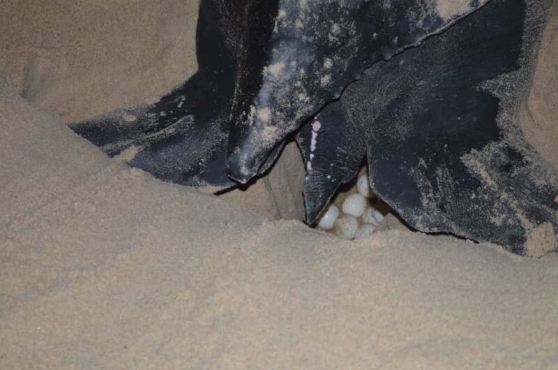 Trinidad: Leatherback Turtle Migration Observation - FAQ