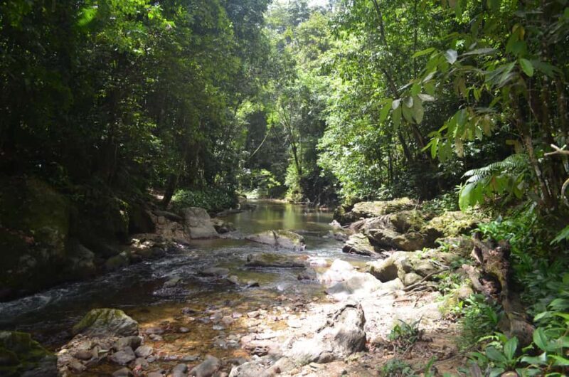 Trinidad: Rainforest Hike to Avocat Waterfall - What to Expect from the Rainforest Hike to Avocat Waterfall