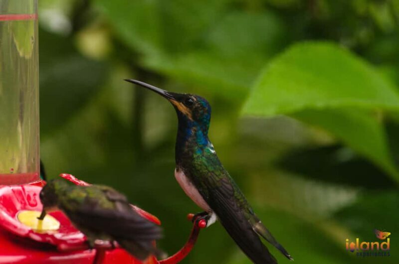 Trinidad: The Humming Bird Experience - Good To Know