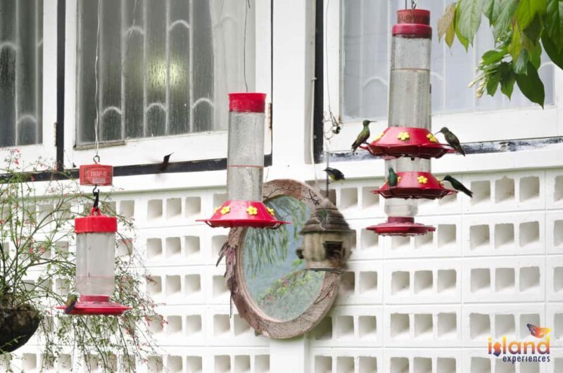 Trinidad: The Humming Bird Experience - An Overview of the Humming Bird Experience