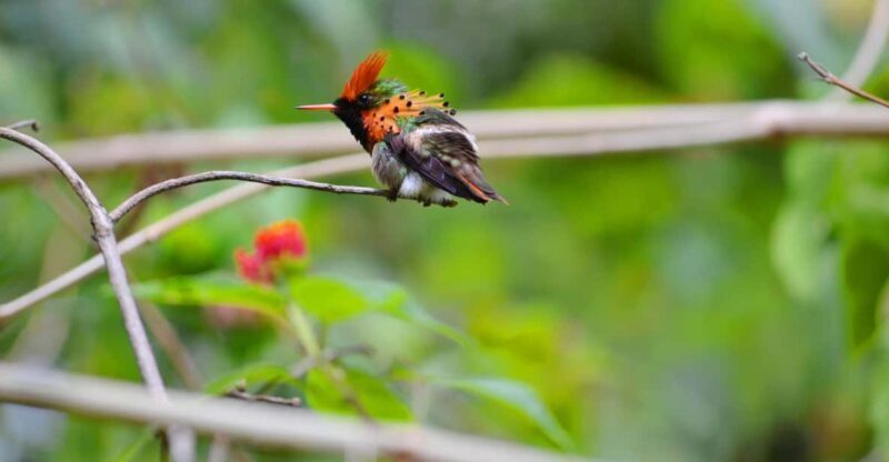 Trinidad: The Humming Bird Experience - Optional Add-on: Cocoa Estate or Rainforest Visit