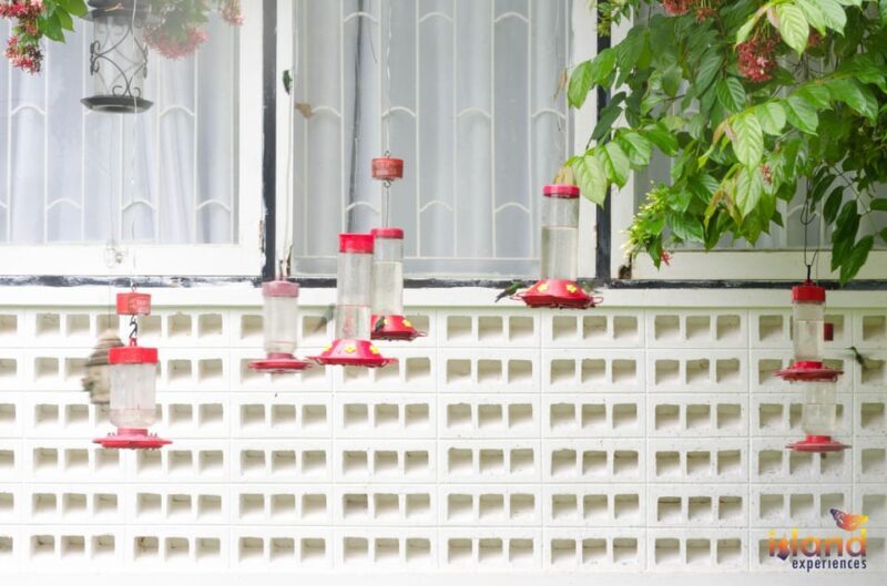 Trinidad: The Humming Bird Experience - Practical Details and What Makes This Tour Stand Out