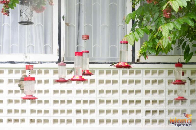 Trinidad: The Humming Bird Experience - Why This Tour Is a Must-Do