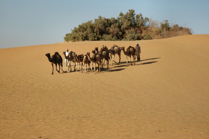 Trip To Kharga And Dakhla Oasis From Luxor - Accessibility Information