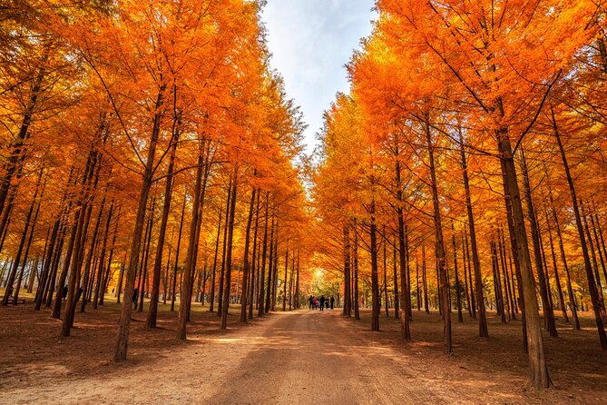 Trip to Nami Island With Petite France & Italian Village, Garden of Morning Calm - Exploring Nami Island