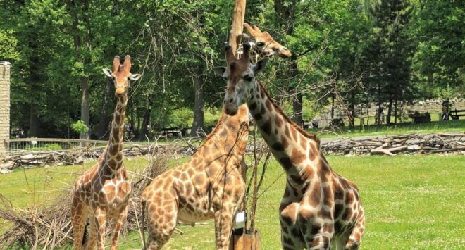 Trip to the Kraków Zoo - Itinerary Details