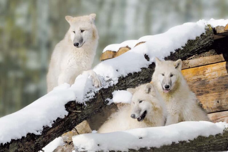 Tripsdrill Wildlife Park: Admission Ticket - Good To Know