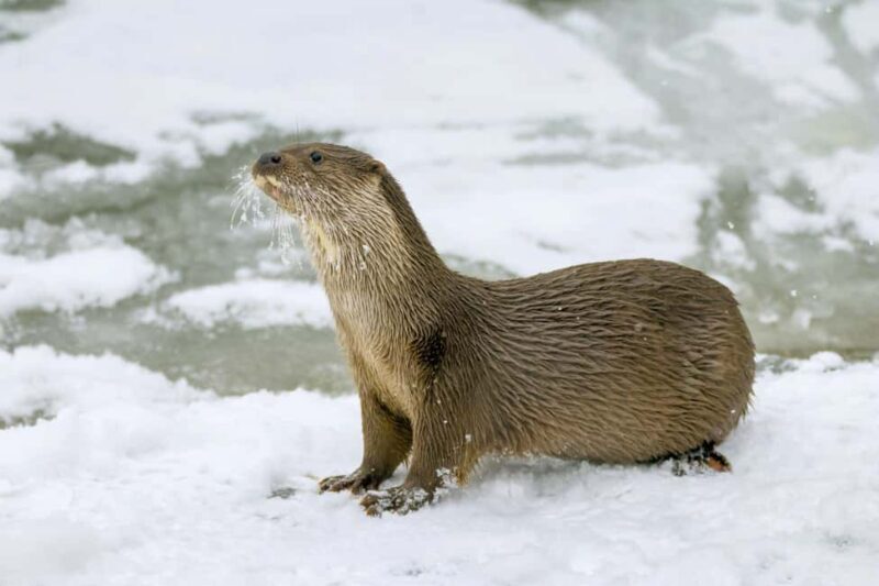 Tripsdrill Wildlife Park: Admission Ticket - FAQs