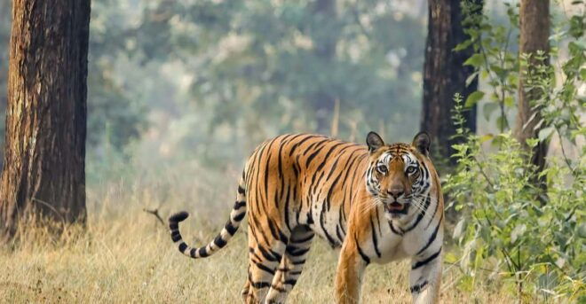 Trishuli Rafting & Chitwan Safari: Nepal Adventure Combo - Included Services and Amenities