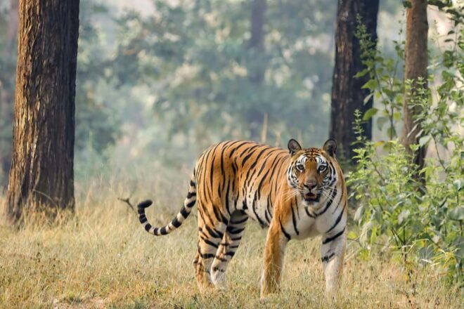 Trishuli Rafting & Chitwan Safari: Nepal Adventure Combo - Thrilling Wildlife Encounters