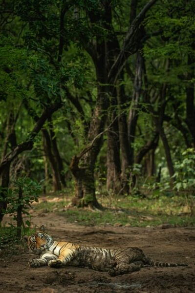 Trishuli Rafting & Chitwan Safari: Nepal Adventure Combo - Questions You May Have