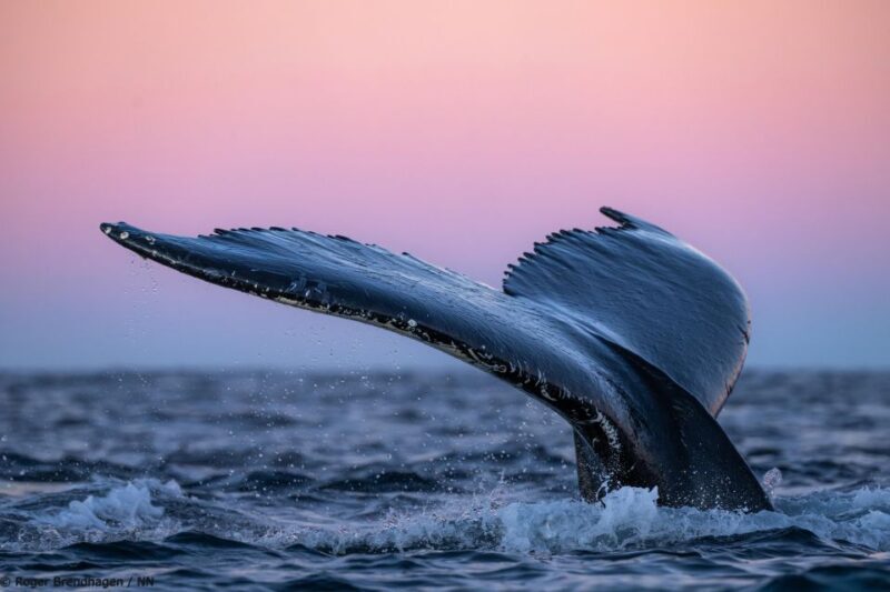 Tromsø: 24hr Northern Lights & Whale Watching Cruise - The Bottom Line