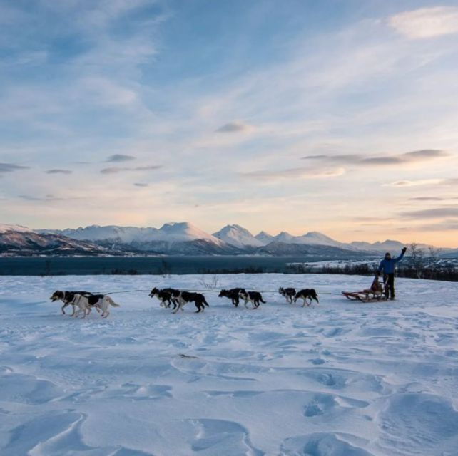 Tromsø 3-Days Whale Watching, Northern Lights & Dog Sledding - Experience Highlights