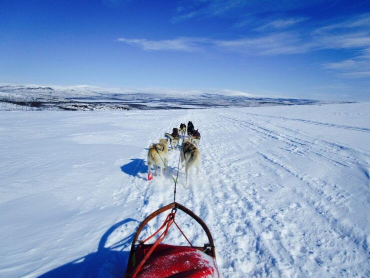 Tromso: 8-Day Dog Sledding Expedition With Alaskan Huskies - Expedition Overview