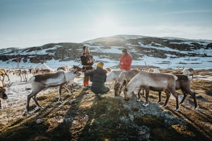 Tromsø: Arctic Fjords and Reindeer Experience - Activity Details
