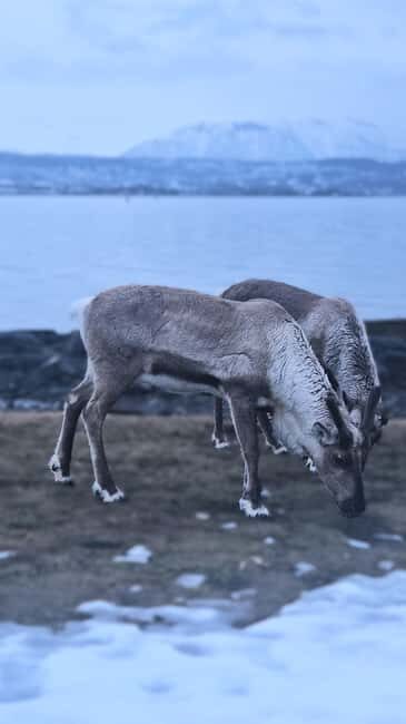 Tromsø: Arctic Fjords Tour. Sommerøya and Kvaløya with Lunch - Final Thoughts